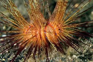 Sting: False Fire Urchin on black sand