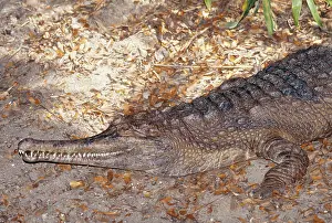 Gavial: False Gavial / Gharial