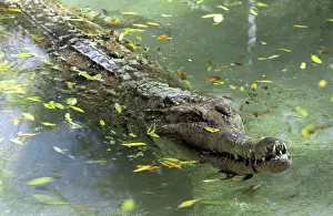 Gavial: False Gharial