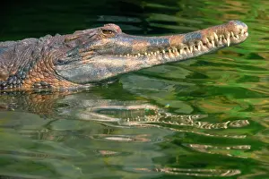 Gharial: False gharial (Tomistoma schlegelii), captive, Germany