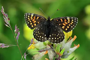 Fritillaries: False Heath Fritillary