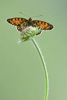 Scabious: False Heath Fritillary ((Melitaea diamina) resting on a (Sca