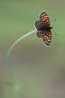 Scabious: False Heath Fritillary ((Melitaea diamina) resting on a (Sca
