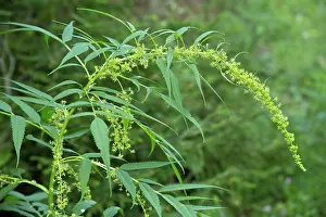 Fixing: False Hemp growing wild (actinorhizal plants, nitrogen-fixin
