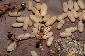Tending: False Honey Ants with Young