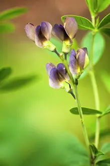 Indigo: False Indigo