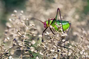 Fischeri: False Katydid (Barbitistes fischeri), On a small