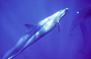 False: FALSE KILLER WHALE