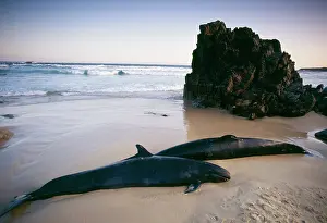 Crassidens: False Killer WHALE - beached
