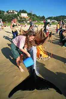 Rescues: False Killer Whale - beached, recue party July 1992