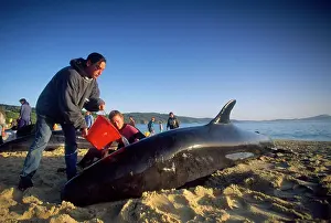 Rescues: False Killer Whale - beached, with rescue party
