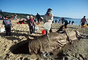 Rescues: FALSE KILLER WHALE / Orca - rescue of beached whales