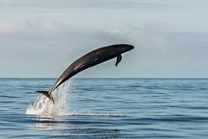Spatter: False killer whale (Pseudorca crassidens). Tenerife