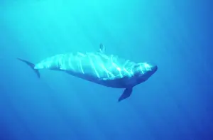 Intruder: FALSE KILLER WHALE - Showing threat display to
