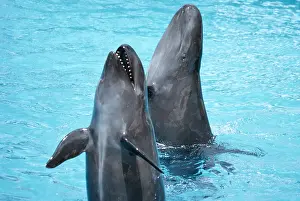 Dolphins: FALSE KILLER WHALE - x two, perform at show