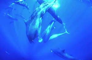 Tunas: False Killer Whales - sharing tuna prey