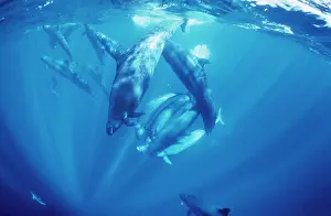 Tuna: False Killer Whales - sharing Tuna prey without dispute
