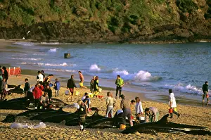 Rescues: False killer Whales stranded