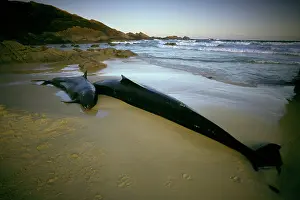 Crassidens: False killer Whales stranded