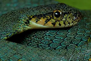 False lancehead (Thalesius viridis, ex Xenodon werneri