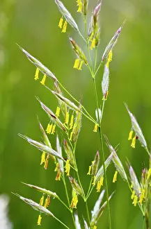 Stamens: False Oat-grass - in flower - showing yellow stamens