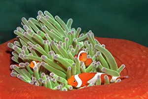 False: False ocellaris clownfish (Amphiprion ocellaris)