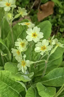 False: False Oxlip, Primula x digenea, Cowslip x Oxlip