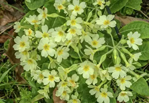 False: False Oxlip, Primula x digenea, Cowslip x Oxlip
