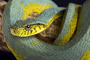 Rarely: The False palmviper (Xenodon werneri) is a rarely