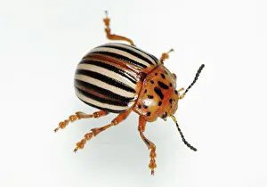 False: False Potato Beetle
