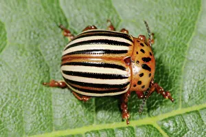 False: False Potato Beetle