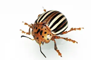 False: False Potato Beetle