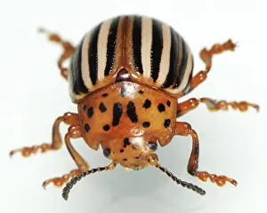 False: False Potato Beetle