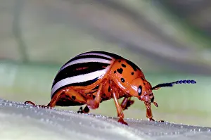 False: False Potato Beetle