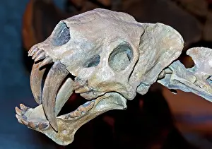 Saber: False Saber Tooth Cat