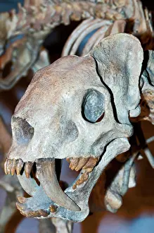 Saber: False Saber Tooth Cat