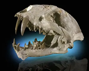 Oligocene: False Sabertooth Cat Skull