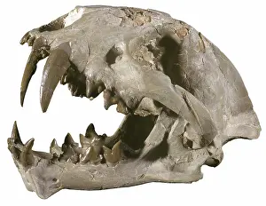 Oligocene: False Sabertooth Cat Skull