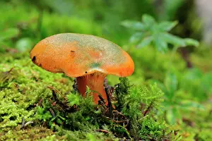 Toadstools: False Saffron Milk Cap