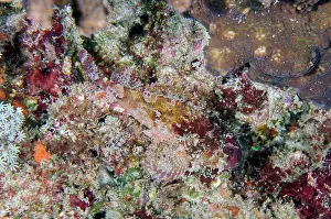 071121: False Scorpionfish - Crystal Bay Wall dive site