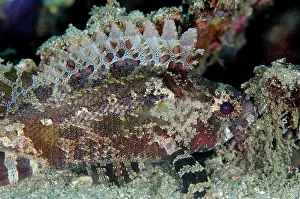 Bianca: False Scorpionfish with erect fins Bianca dive site