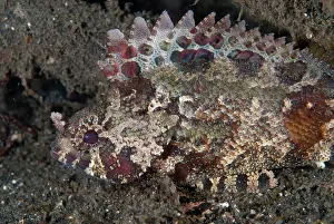 Cirri: False Scorpionfish during night dive