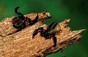 Scorpions: False scorpions - small, harmless insect eaters;