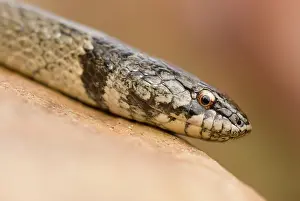 Cucullatus: False Smooth Snake