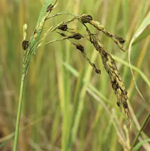 Dying: False Smut on ear of Rice (Oryza sativa)