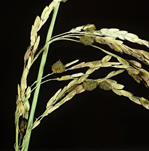 Dying: False Smut on ear of Rice (Oryza sativa)