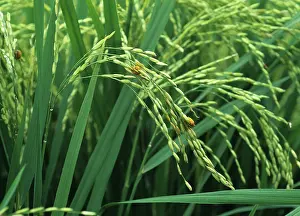 Virens: False smut (Ustilaginoidea virens) on rice ear