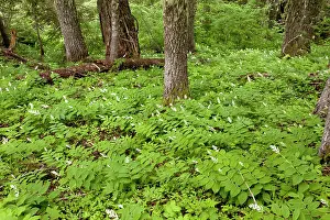 Solomon: False Solomon's Seal / Solomon's plume or False