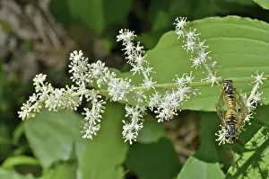 Racemosa: False Solomon's Seal and Syrphid Flies