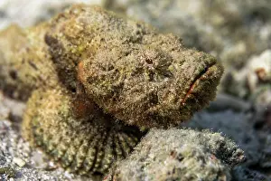 Stonefish: False Stonefish - Maldives